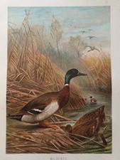 Canards colverts , oiseaux 