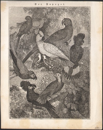 1834 gravure sur - 1834,