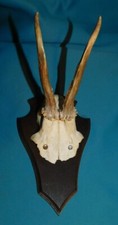 ANCIEN TROPHEE DE CHASSE FRANCE . CORNE DE CHEVREUIL . BOIS 14 cm 2 CORS . n°31