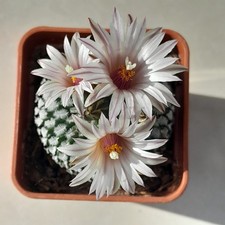Turbinicarpus Pseudopectinatus