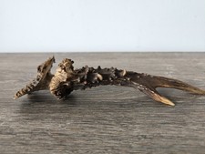 Bois de Chevreuil - Taxidermie