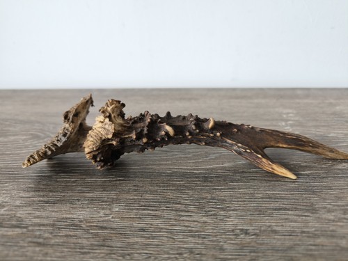 Bois chevreuil taxidermie - de,
