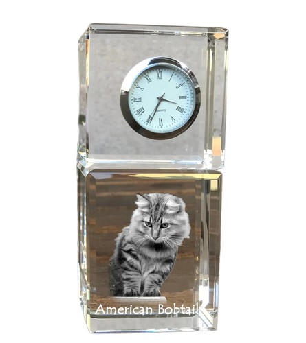 Américain bobtail - américain,