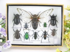 Insectes 3D - exotiques réel