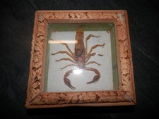 scorpion naturalisé MAROC