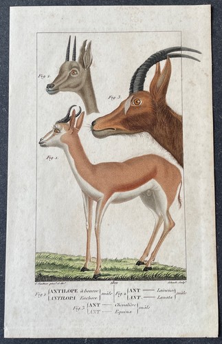 Histoire naturelle antilope - naturelle,