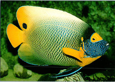 Jaune Visage Ange Poisson Vie En Corail Tirelire De The Great Barrière Postale