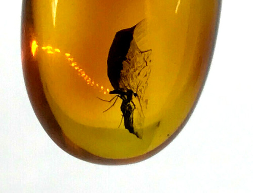 Pendentif ambre cadeau - pendentif, insecte