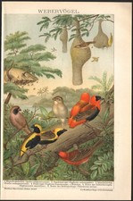 1897 Lithographie Oiseaux Tisserin Euplecte Ornithologie Ploceidae