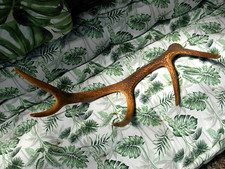 Grand bois de Cerf  pouvant servir  à faire couteau canif long 60 cm env corne,