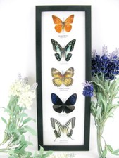5 papillons - taxidermie cadre exotiques réel - une beauté unique Naturalise h42
