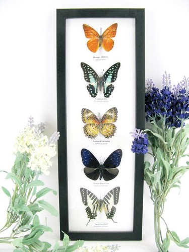 Papillons taxidermie cadre - 5,