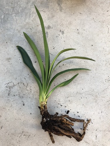 Clivia miniata bush - bush, lily