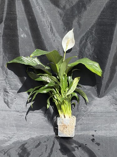 Large peace lily live - large,