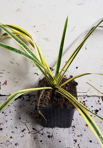 Yucca filamentosa bright - yucca,