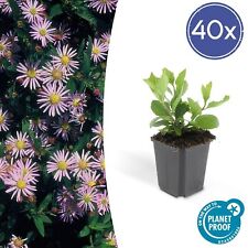 40 x grille d'automne Asran