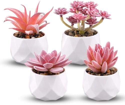 Mini succulentes - 4,