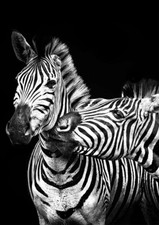  toile tableaux animal sauvage