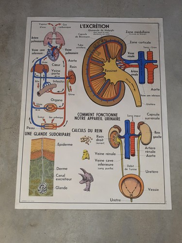 Affiche scolaire mdi - scolaire,