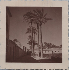 Espagne, Callosa de Segura, Palmiers devant les maisons, Tirage vintage, 1935 