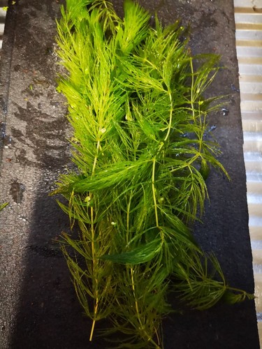 Ceratophyllum demersum plante - ceratophyllum,