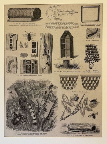Apiculture ruche 1875 abeilles - apiculture,