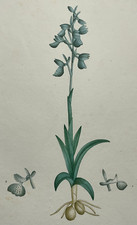 Orchidee ORCHIS MORIO Plante