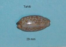 Cypraea Scurra Mundula  Ex