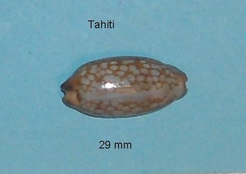 Cypraea scurra mundula ex - cypraea,