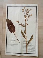 Ancien Herbier Botanique Histoire Naturelle Plante Herbe Raifort