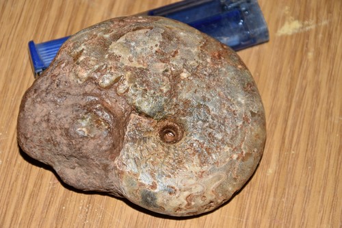 Grande ammonite neopronotites