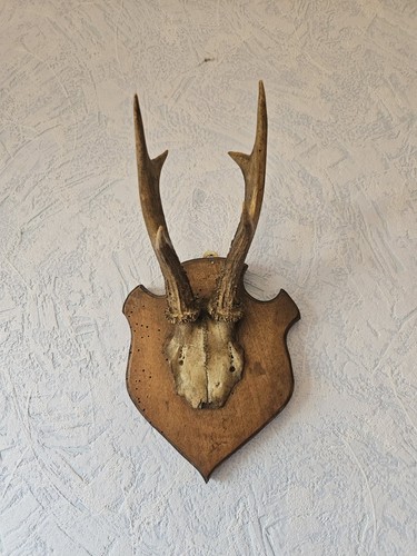 Beau trophee chevreuil - beau,
