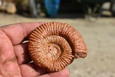 EXTRA RARE grande ammonite Tmetoceras scissum morphotype aalénien Belmont