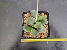 Gasteria glomerata - gasteria,