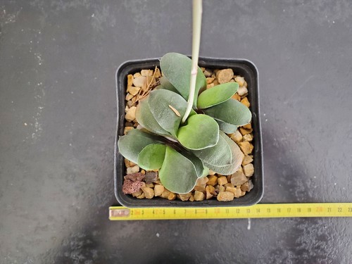 Gasteria glomerata - gasteria, !