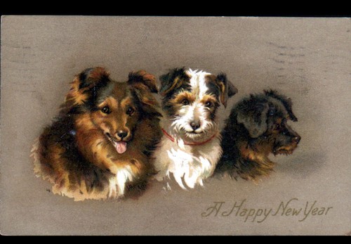 Chiots chiens de torrington - chiots,