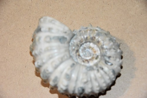 Ammonite douvilleiceras - ammonite,