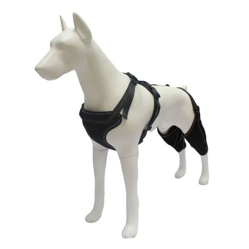 Animal compagnie jambe - animal, de