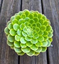 Aeonium Fiesta，rare