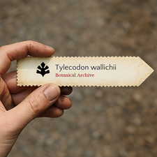 Tylecodon wallichii 10000