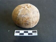1 Fossiles Echinocorys - Oursins  Santonien