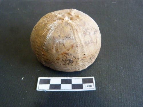 Fossiles echinocorys - 1,