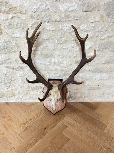 Trophée chasse massacre de - chasse,