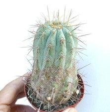 Copiapoa gigantea AR10 -