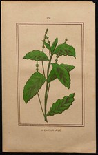 1886 - Mercuriale - Botanique