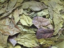 1 kg Feuilles d'amandes de