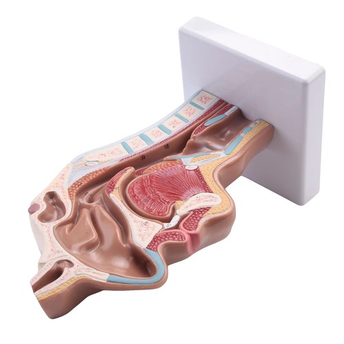 Anatomique humaine anatomie - humaine,