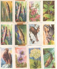 image album entremets Francorusse