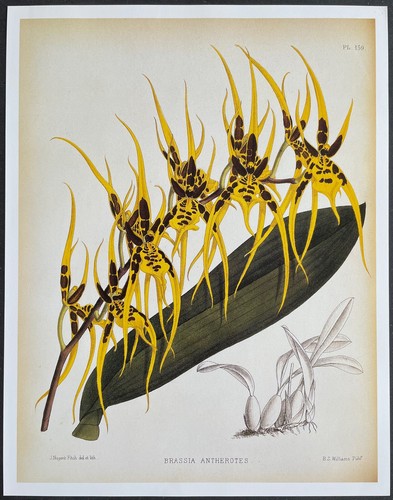 Botanique orchidées brassia - orchidées,