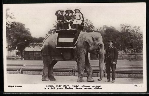 Carte postale indian elephant - carte,